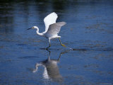 Immature Little Blue Heron (Egretta Caerulea)  Everglades National Park  Florida