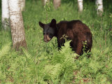 Black Bear Cub (Ursus Americanus)  in Captivity  Sandstone  Minnesota  USA