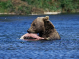 Alaskan Brown Bear (Ursus Middendorffi)  Katmai National Park and Preserve  Alaska