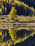 Aspens in Fall Colors Reflected in Crystal Lake  Near Ouray  Colorado