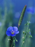 Wild Blue Flax (Linus Perenne Lewisii)  Grand Teton National Park  Wyoming