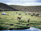 Llamas Passing Tent and Backpacker  Parque Nacional Volcan Isluga  South America