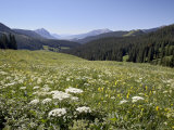 Cow Parsnip and Alpine Sunflower with Crested Butte in Distance  Washington Gulch  Colorado  USA