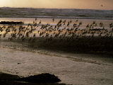 Birds Flying Over Shore of the Pacific Ocean  North America