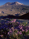 Penstemon Flowers  Washington State  USA