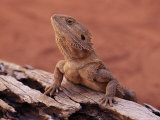 Central Bearded Dragon in Captivity  Alice Springs  Northern Territory  Australia  Pacific