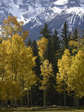 Fall Colors of Aspens with Evergreens  Near Ouray  Colorado