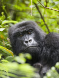 Adult Female Mountain Gorilla (Gorilla Gorilla Beringei)  Group 13  Rwanda  Africa