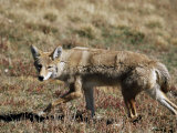 Coyote (Canis Latrans)  Rocky Mountain National Park  Colorado