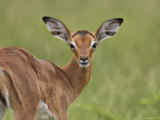 Young Impala Looking at the Camera  Addo Elephant National Park  South Africa  Africa