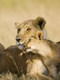 Lioness and Cub Showing Affection  Masai Mara Game Reserve  Kenya  East Africa  Africa