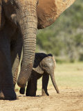 Mother and Baby African Elephant  Addo Elephant National Park  South Africa  Africa