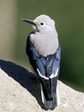 Clark's Nutcracker (Nucifraga Columbiana)  Rocky Mountain National Park  Colorado