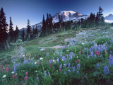 Landscape with Wild Flowers  Mount Rainier National Park  Washington State