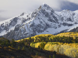 Sneffels Range with Aspens in Fall Colors  Near Ouray  Colorado