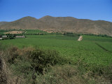 Grape Vines in the Valle De Elqui  Chile  South America