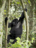 Young Mountain Gorilla Playing in the Trees  Amahoro a Group  Rwanda  Africa