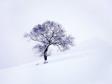 Tree in Winter Snow  North York Moors National Park  North Yorkshire  England  United Kingdom
