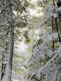 Winter Forest II