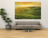 Vineyard  Hunter Valley  Australia