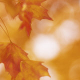 Autumn Leaves in Soft Sunshine I