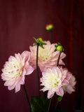 Pink Dahlias I
