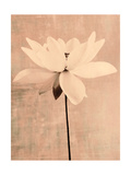 Romantic Lily in Shades of Rose