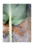 Tropical Leaf