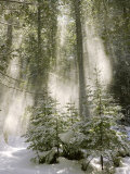 Winter Forest I