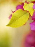 Bougainvillea