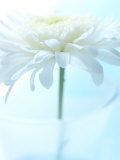 White Anemone Dahlia II