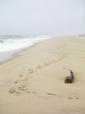Footprints on Tranquil Beach