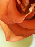 Moroccan Rose