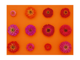 Pinks and Reds on Sunset Orange  Zinnia Family