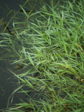 Marshland Grasses