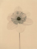 Narcissus