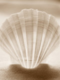Luminescent Irish Deep Seashell