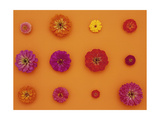Pinks and Reds on Taffy Orange  Zinnia Family