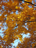 Golden Autumn Leaf Cascade