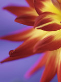 Red Dahlia