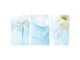 White Anemone Dahlia III