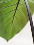 Tropical Leaf