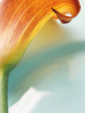 Dark Orange Lily Profile