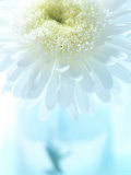 White Anemone Dahlia I