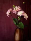 Pink Dahlias II