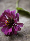 Purple Zinnia