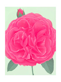 Wild Pink Rose