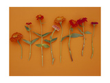 Zinnia Row on Orange