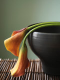 Drooping Lily Pair