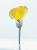 Yellow Lily